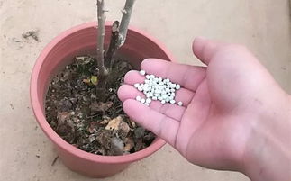 花肥放多烧尖，如何补救才有效