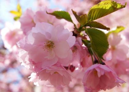 日本樱花的花语你了解多少？这篇文章将为你揭晓