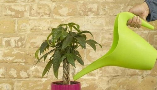 季节不同， 浇水有讲究