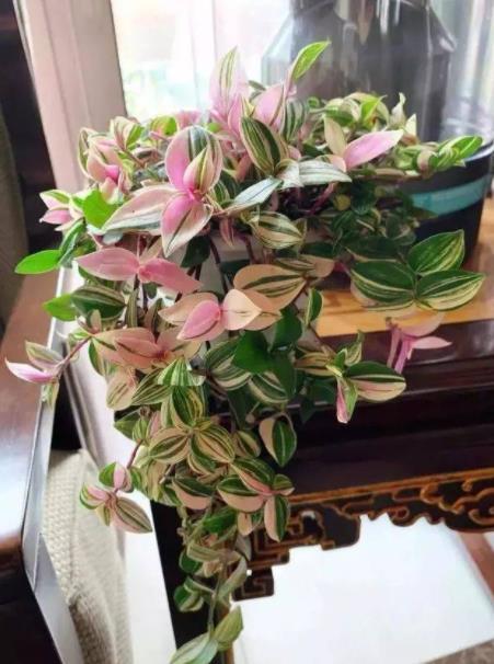 吊兰小花朵，似露珠镶嵌