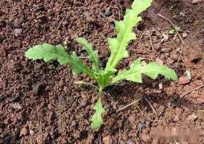 花生开花量的影响因素