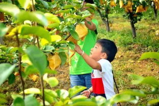 杏树育苗技巧， 老任说三农教你一招