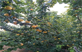 路边绿化的大树，价格又是多少呢？