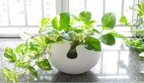 私信TA冬季室内绿色植物盆景的护理方法