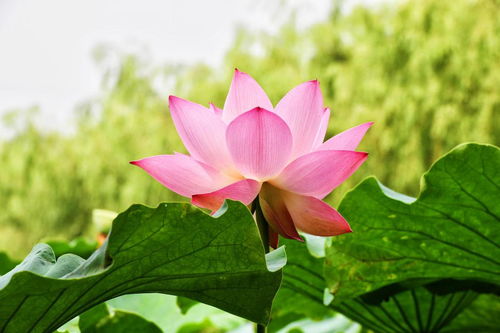 内蒙古哪里嫩买到荷花玉石？