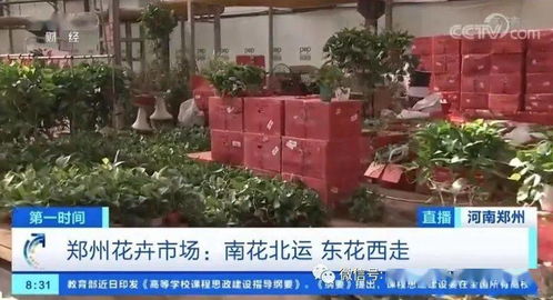 郑州花卉市场， 繁荣购物地点，优质服务