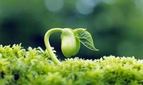 玫瑰的生长周期