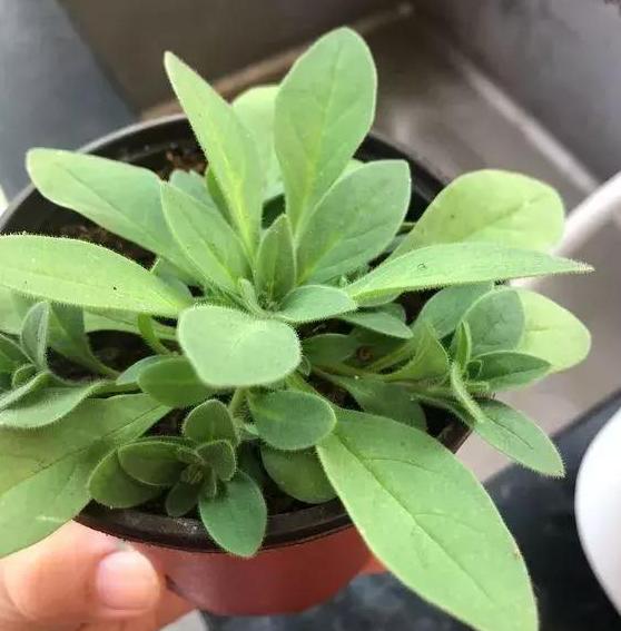 换盆技巧， 让凌霄花焕然一新