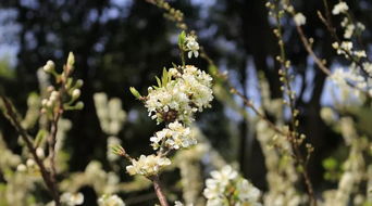 春天里哪些树开花