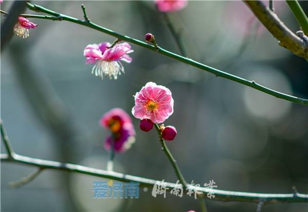 门前栽双梅，寓意好运势佳