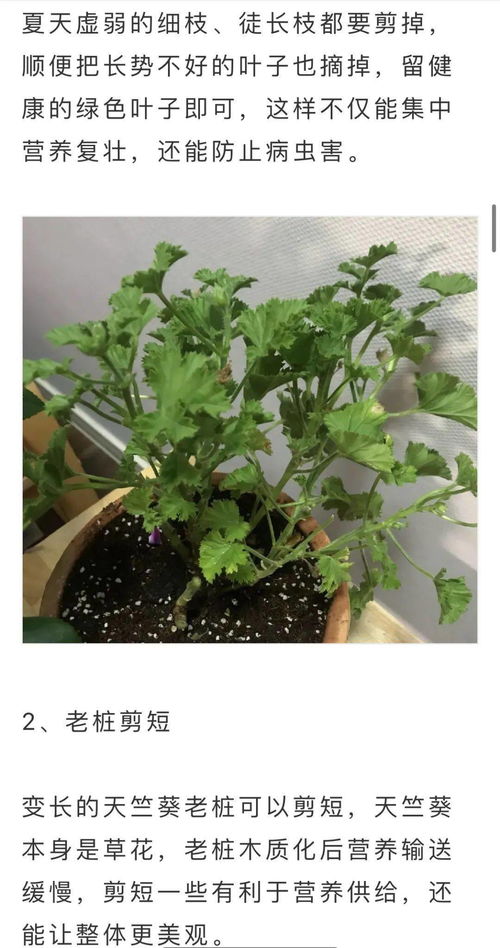 菊花修剪：花后秋天