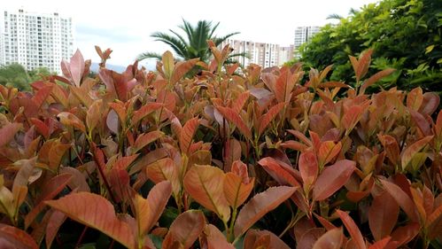 地栽花木如：白玉兰、银杏、桂花、紫玉兰、含笑、二乔玉兰、木瓜、贴梗海棠、垂丝海棠、西府海棠、琼花、雪球、柿子、木芙蓉、马褂木、梅花、月季、无花果、山茶、紫薇、牡丹、石榴、紫藤、樱花、葡萄、碧桃、天竹、红枫、紫荆、木槿、加拿利海枣等