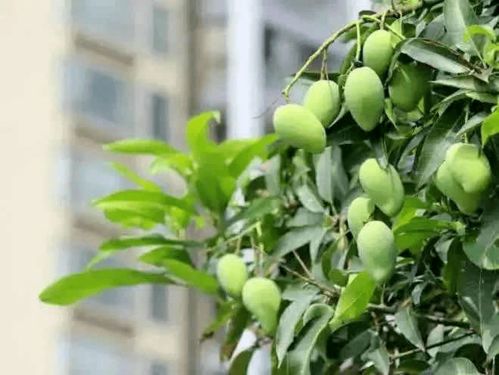 影响果子成熟的其他因素