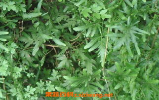 荆芥穗的药用价值有哪些？具体功效和作用是什么