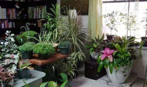 自制肥料，省钱又环保