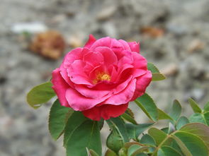 月季花开， 我心陶醉