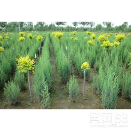 桧柏种子种植季节揭秘