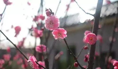 梅花什么季节开？告诉你赏梅的最佳时间段