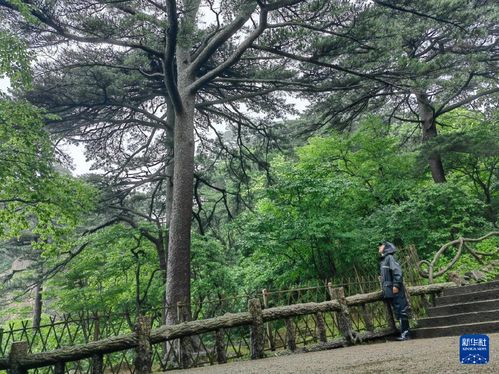 三、 常见的古树名木保护方法