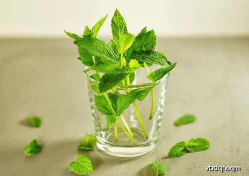 薄荷属于哪种植物分类？它的特征有哪些