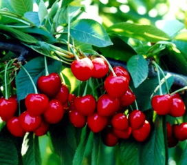 绿色防控， 守护健康