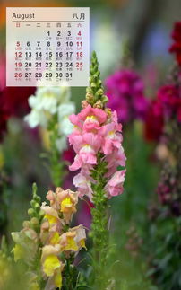 六月播种指南：耐热花草种植秘籍