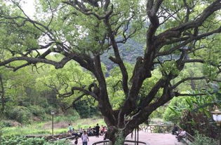 在枝繁叶茂的树上唱歌？原来是这种树