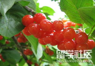 病害来袭：农药的必要性