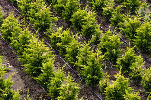 工程绿化苗木成活率国家规范