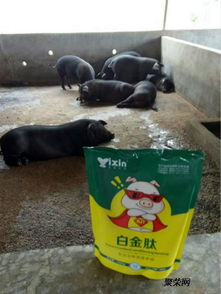 复合酶制剂在育肥猪日粮中显著提升养殖效益