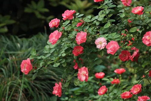 20平方院子种一棵百香果足够了