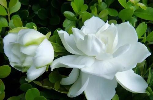 栀子花的高度之谜