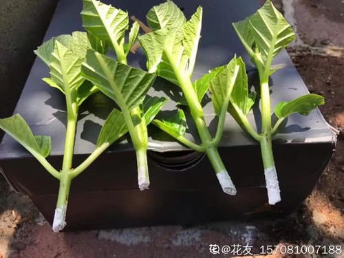 生根粉泡久了会死？这样做可能救不活