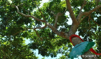 蕞值钱的树木排名：海南黄花梨、 紫檀、花梨/新花梨、鸡翅木树、铁力木、乌木、黑檀木、红木、瘿木也称影木、榉木、楠木