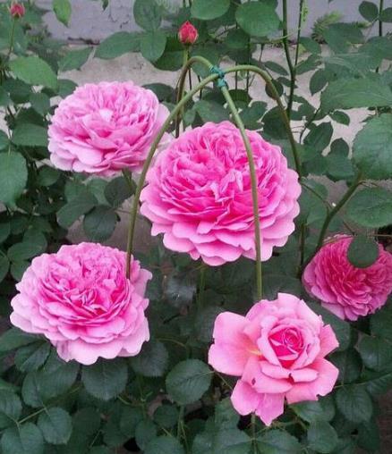 修剪有技巧， 成活率高