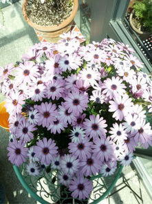 春天花儿开， 新手选花指南