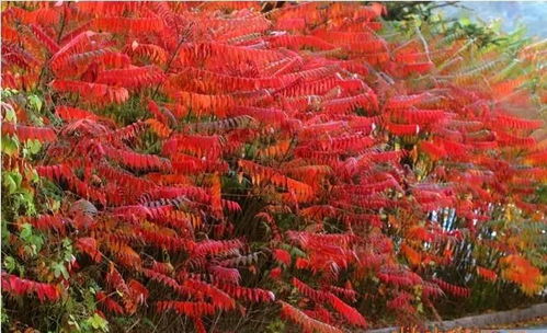 火炬树的生长之地，探寻那些热情之地