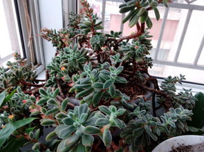 厚藤叶子的形状像什么？