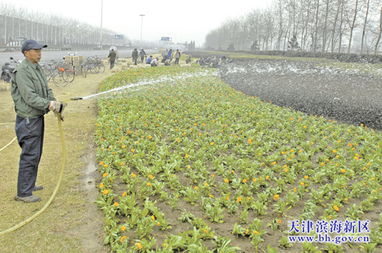 绿化带变秃皮区，哪种抗造花草实测存活率嫩翻倍呢？