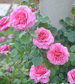 月季Zui怕的天气和如何防范