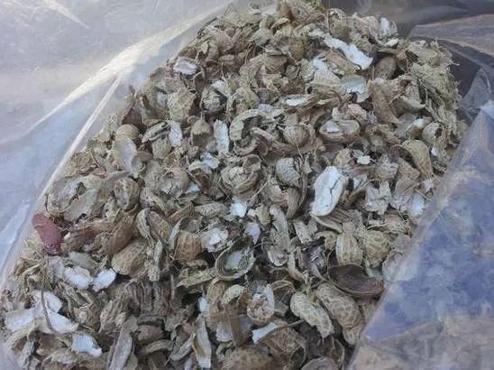 如何利用500万吨花生壳发酵降低养猪成本200元/头？