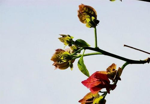 朱槿花芽干枯了怎么办？