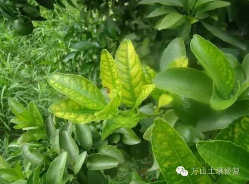 丝瓜缺素是因土壤中缺乏必需营养元素导致的生长异常