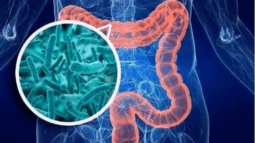 微生态制剂助养殖动物肠道菌群平衡