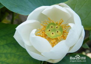 荷花的种植种类大揭秘