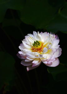 荷花，水中仙子