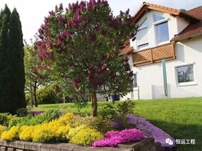 龙柏球：多样化的应用场景