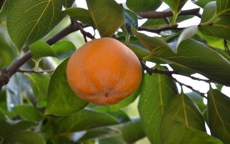 柿子树移栽，成长路上的小坎坷