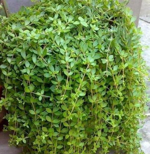 垂盆草的郑州生存法则