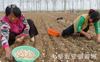 大蒜播种后施用除草剂的方法